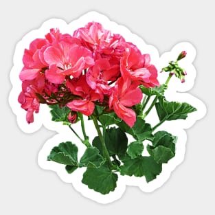 Geraniums - Geranium Relaxing Sticker